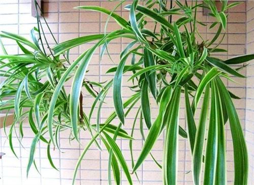 吊兰如何养才能更旺盛