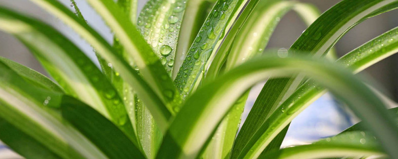 吊兰为何不长小吊兰