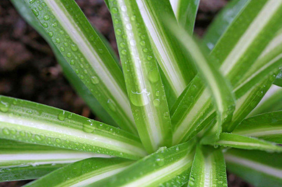 吊兰为何不长小吊兰