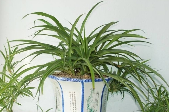 吊兰为何不长小吊兰