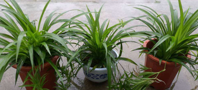 冬季能不能种植吊兰