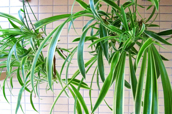 冬季能不能种植吊兰