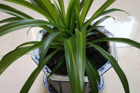 冬季能不能种植吊兰