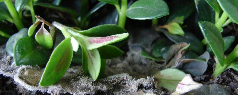 金鱼吊兰叶子发黄是如何回事