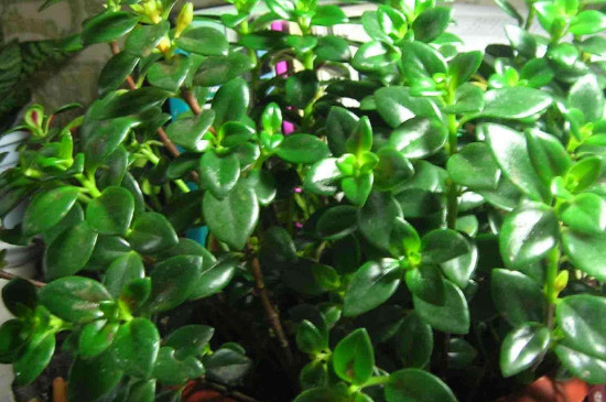 金鱼吊兰叶子发黄是如何回事