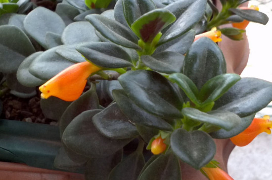 金鱼吊兰叶子发黄是如何回事