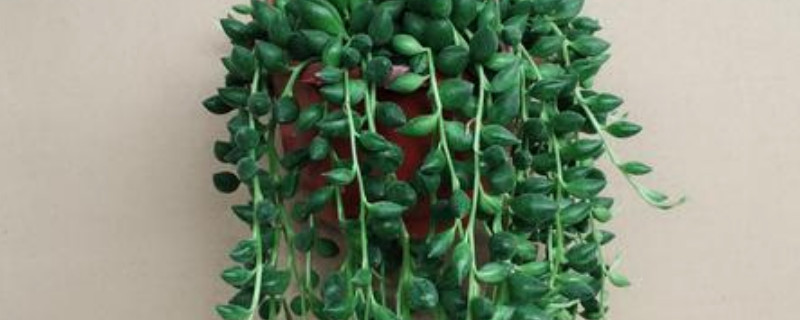 百万心吊兰的养殖办法和留意事项