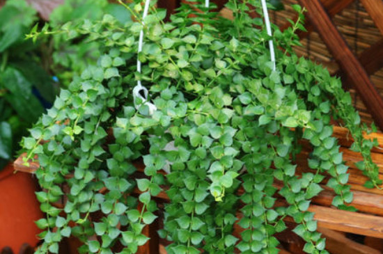 百万心吊兰的养殖办法和留意事项