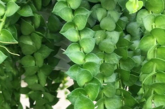 百万心吊兰的养殖办法和留意事项