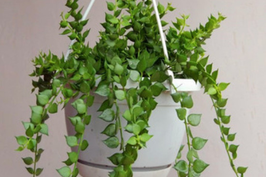 百万心吊兰的养殖办法和留意事项