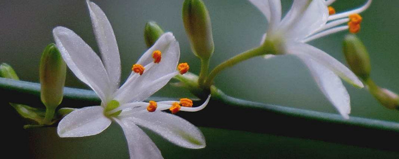 吊兰是如何传播种子的