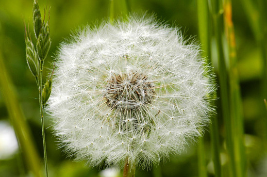 吊兰是如何传播种子的