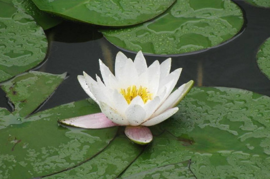 吊兰是如何传播种子的