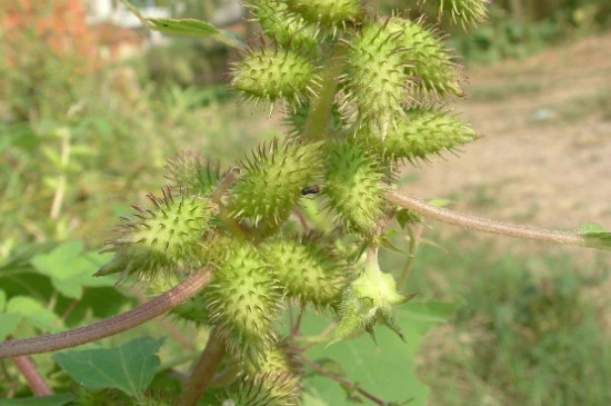 吊兰是如何传播种子的