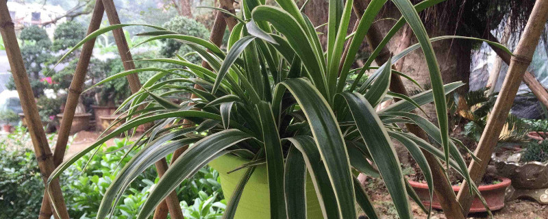 吊兰秋季可以剃头吗