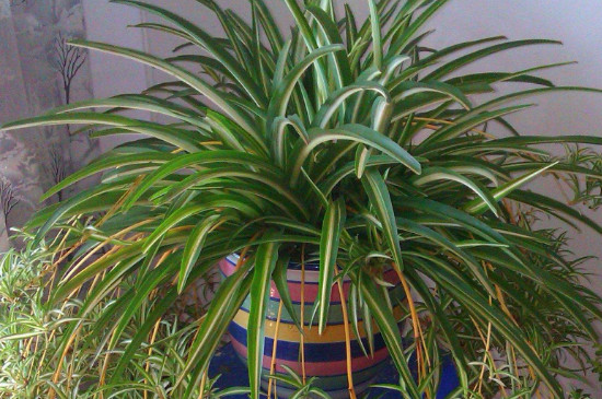 吊兰秋季可以剃头吗