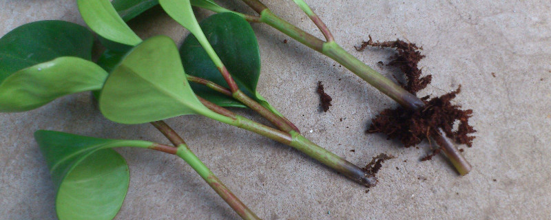 金鱼吊兰的扦插办法和留意事项