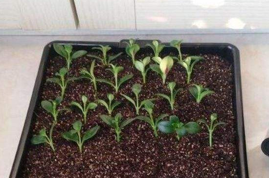 金鱼吊兰的扦插办法和留意事项