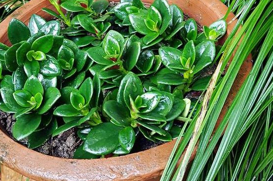 金鱼吊兰的扦插办法和留意事项