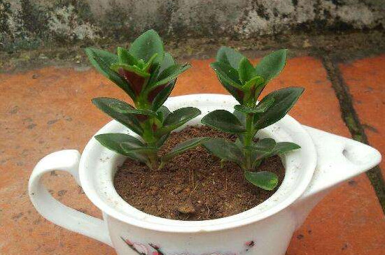 金鱼吊兰的扦插办法和留意事项