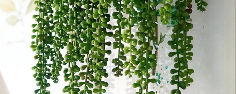 百万心吊兰如何养