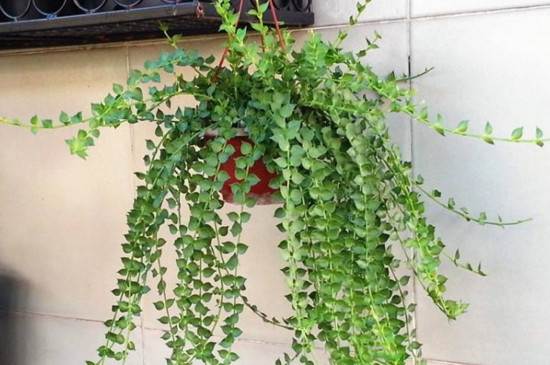 百万心吊兰如何养