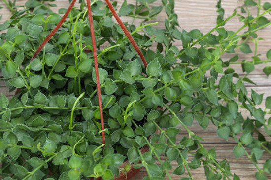 百万心吊兰如何养