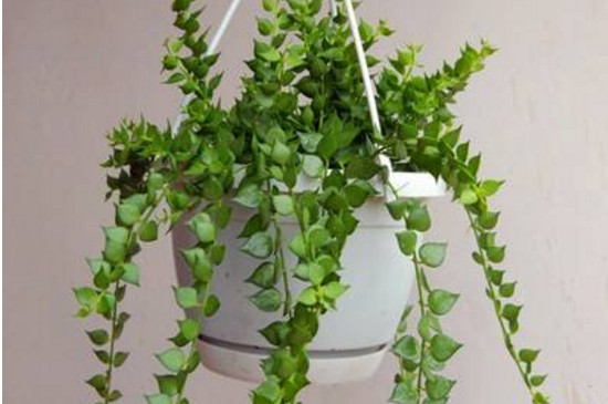 百万心吊兰如何养