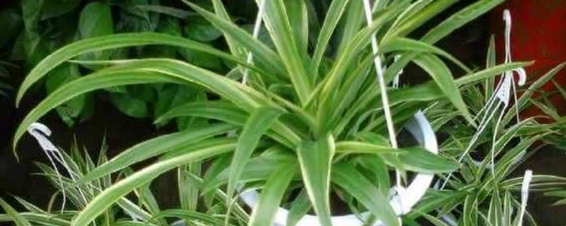 吊兰夏季可以换盆吗