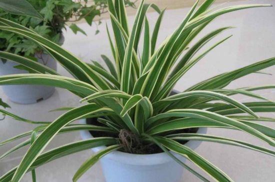 吊兰夏季可以换盆吗