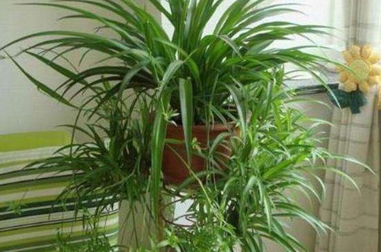 吊兰夏季可以换盆吗