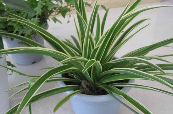 吊兰夏季可以换盆吗