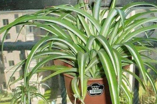 家里吊兰能养吗