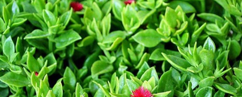 心连心吊兰如何养