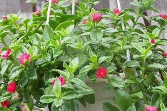 心连心吊兰如何养