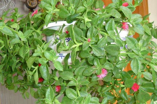 心连心吊兰如何养