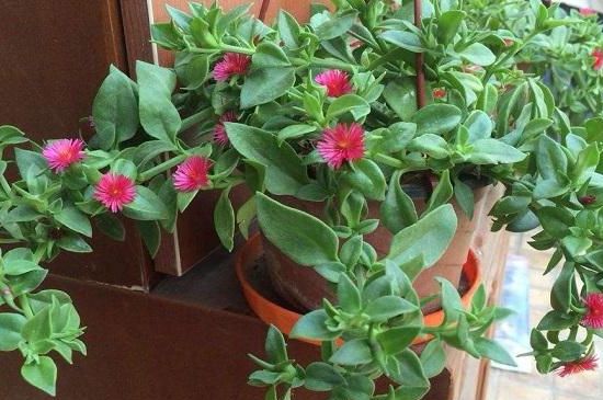 心连心吊兰如何养