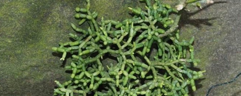 丝苇吊兰的养护办法