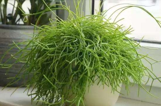 丝苇吊兰的养护办法