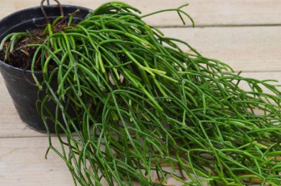 丝苇吊兰的养护办法