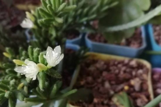 丝苇吊兰的养护办法