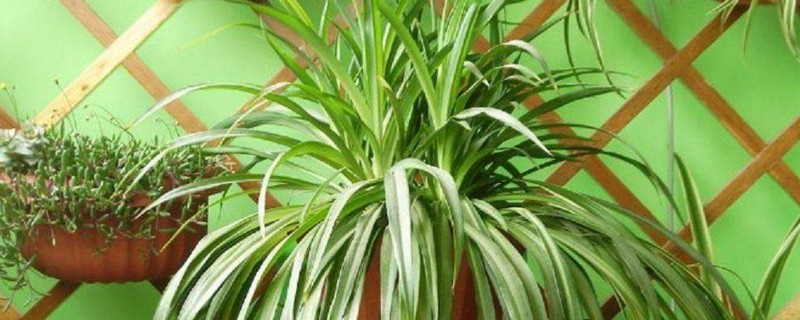 刚种的吊兰如何处理