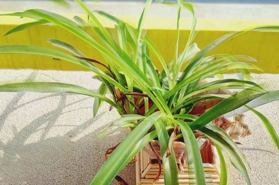 刚种的吊兰如何处理