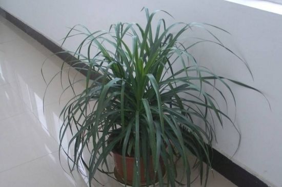 刚种的吊兰如何处理