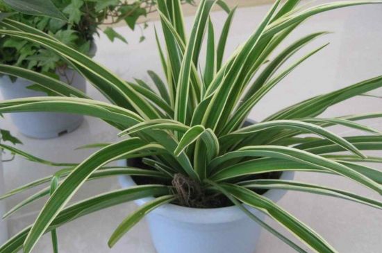 刚种的吊兰如何处理