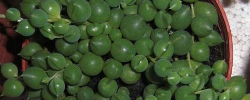 珍珠吊兰冬季会冻死吗