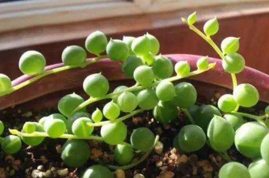 珍珠吊兰冬季会冻死吗