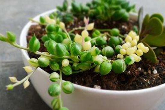 珍珠吊兰冬季会冻死吗