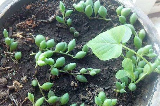 珍珠吊兰冬季会冻死吗