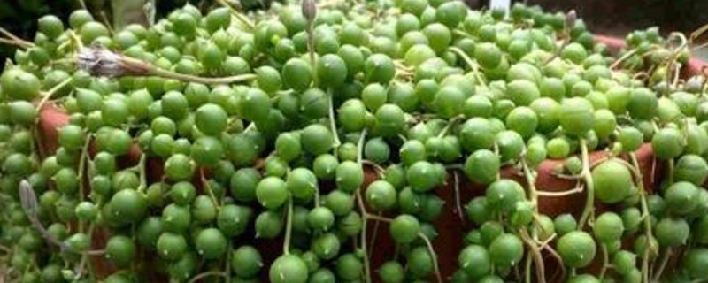 珍珠吊兰如何度过夏季